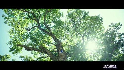 小森林在线观看免费,免费在线观看，感受田园生活的诗意与温暖