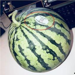 又吃瓜又唱歌的网红,揭秘又吃瓜又唱歌的网红魅力  第2张